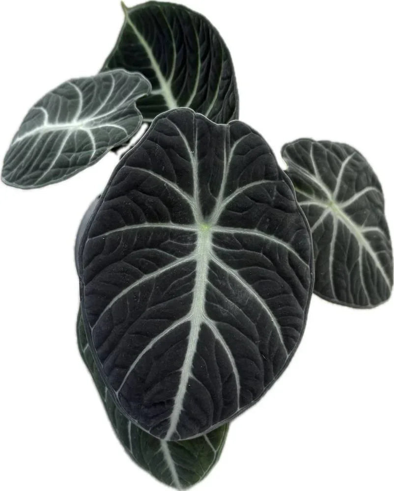 Alocasia ninja