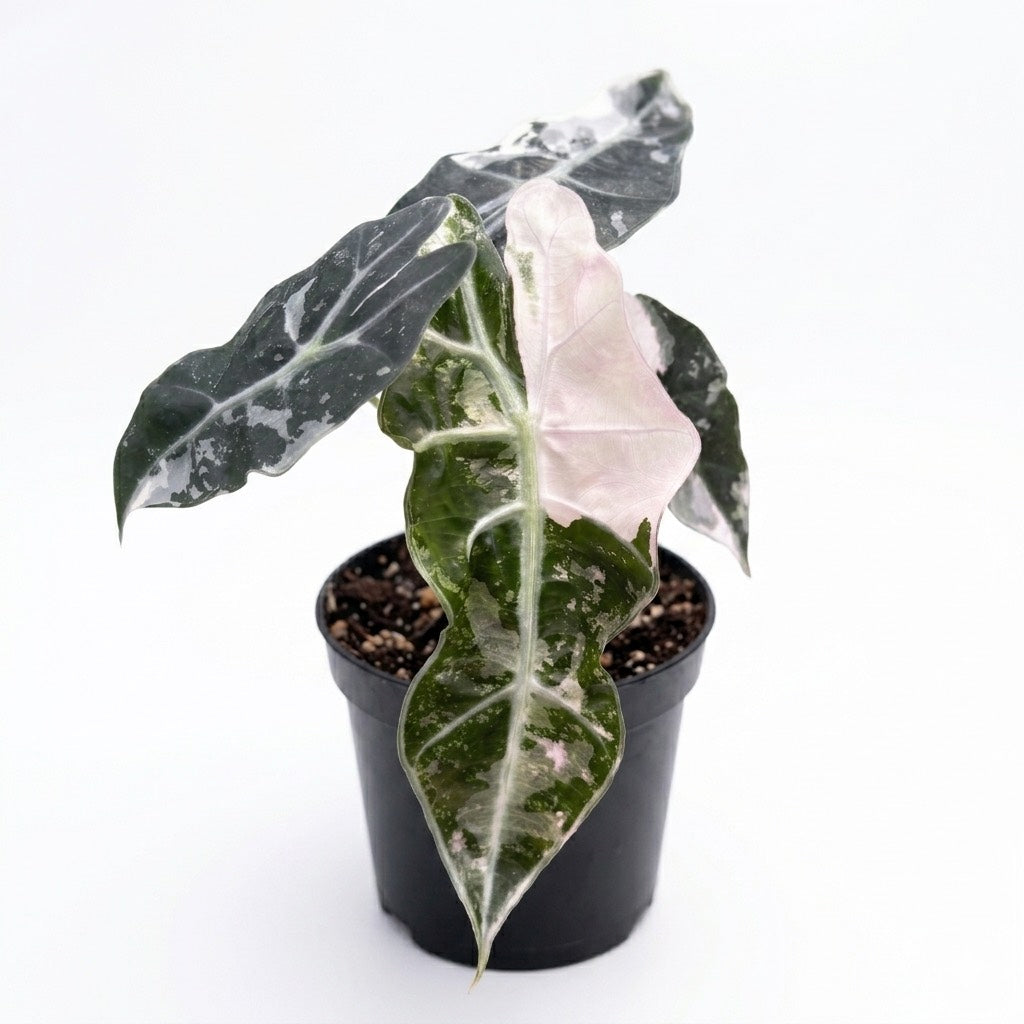 Alocasia Polly Pink/Albo Variegated