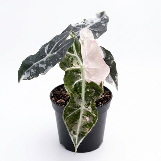 Alocasia Polly Pink/Albo Variegated