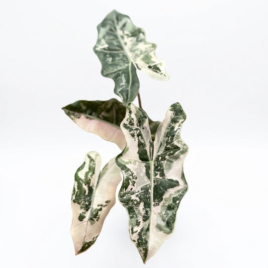 Alocasia pseudo sanderiana albo/pink