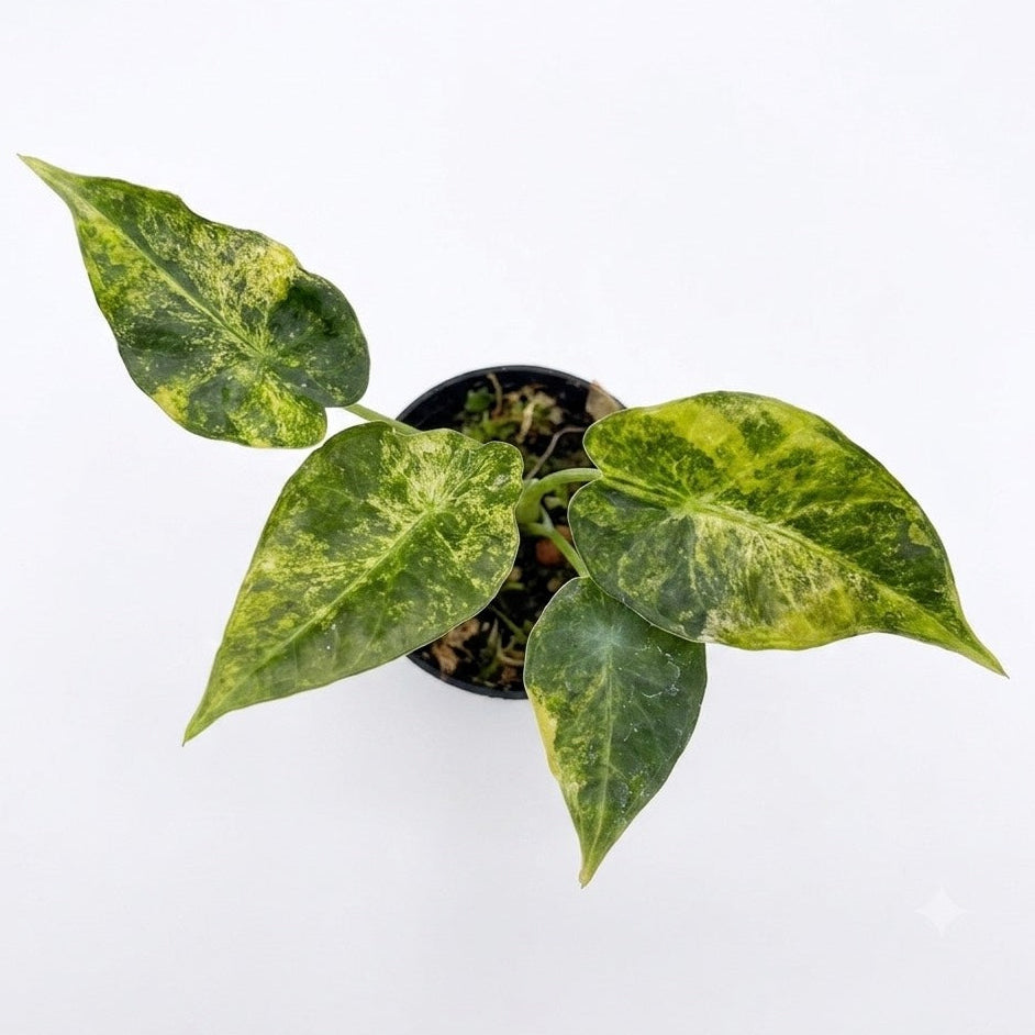Alocasia Regal Shield aurea variegated