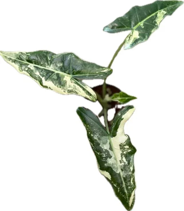 Alocasia Sarian Albo Variegated