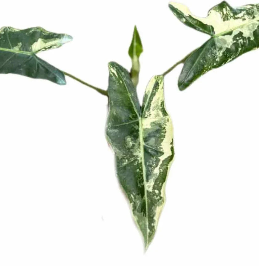 Alocasia Sarian Albo Variegated