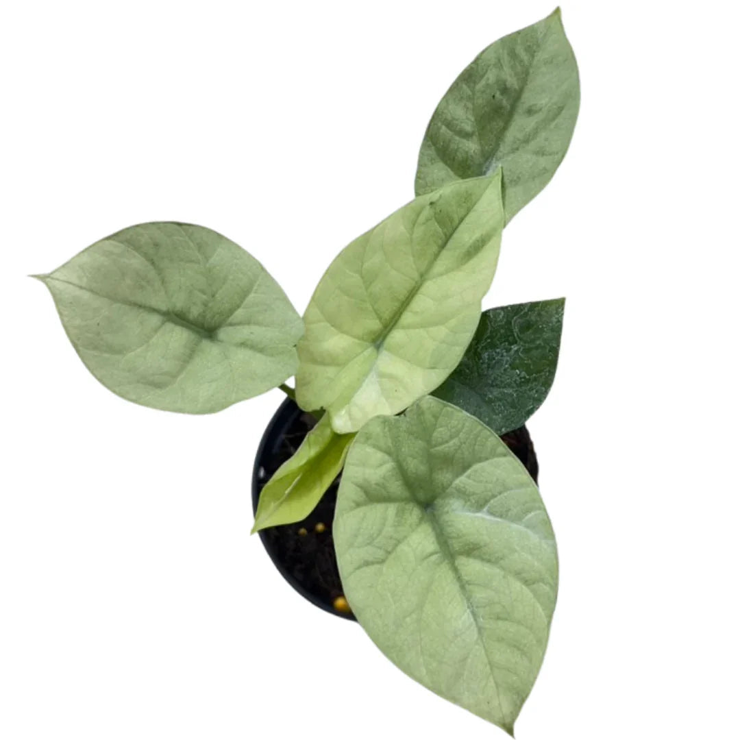 Alocasia Sinuata Mint Variegated