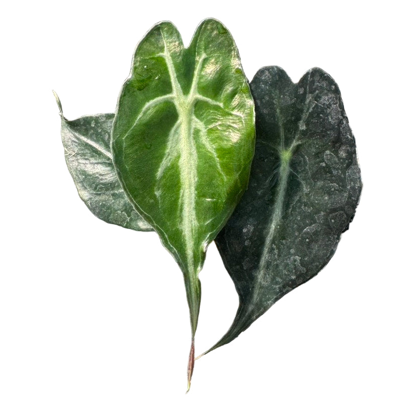 Alocasia Venom