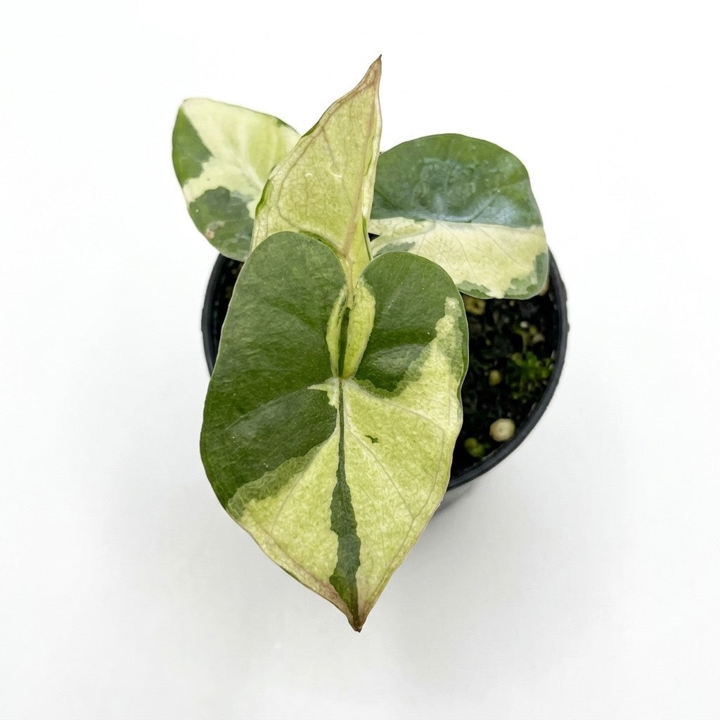 Alocasia Yucatan "Copy" Variegated