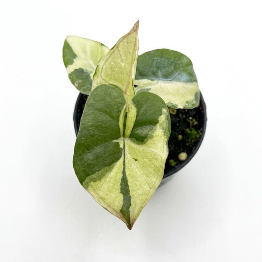 Alocasia Yucatan "Copy" Variegated