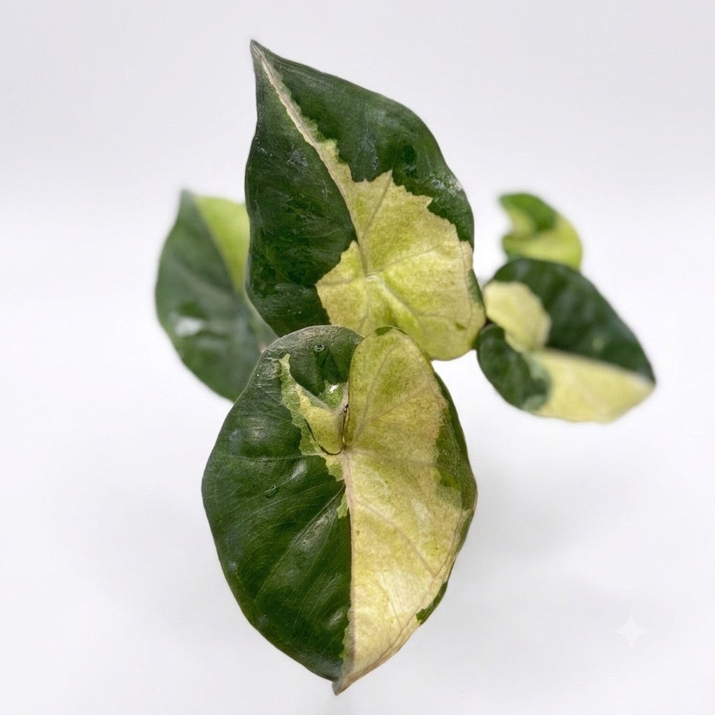 Alocasia Yucatan "Copy" Variegated