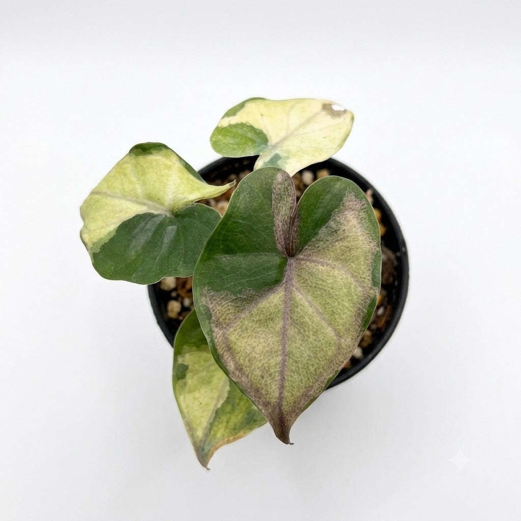 Alocasia Yucatan "Copy" Variegated