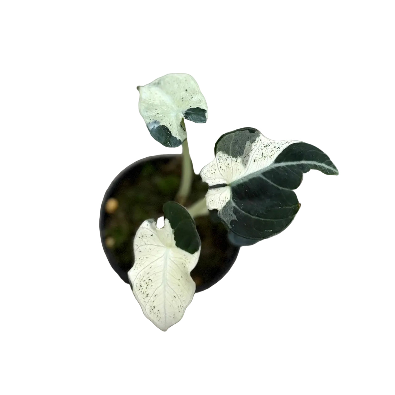 Alocasia Black Velvet Dalmatian