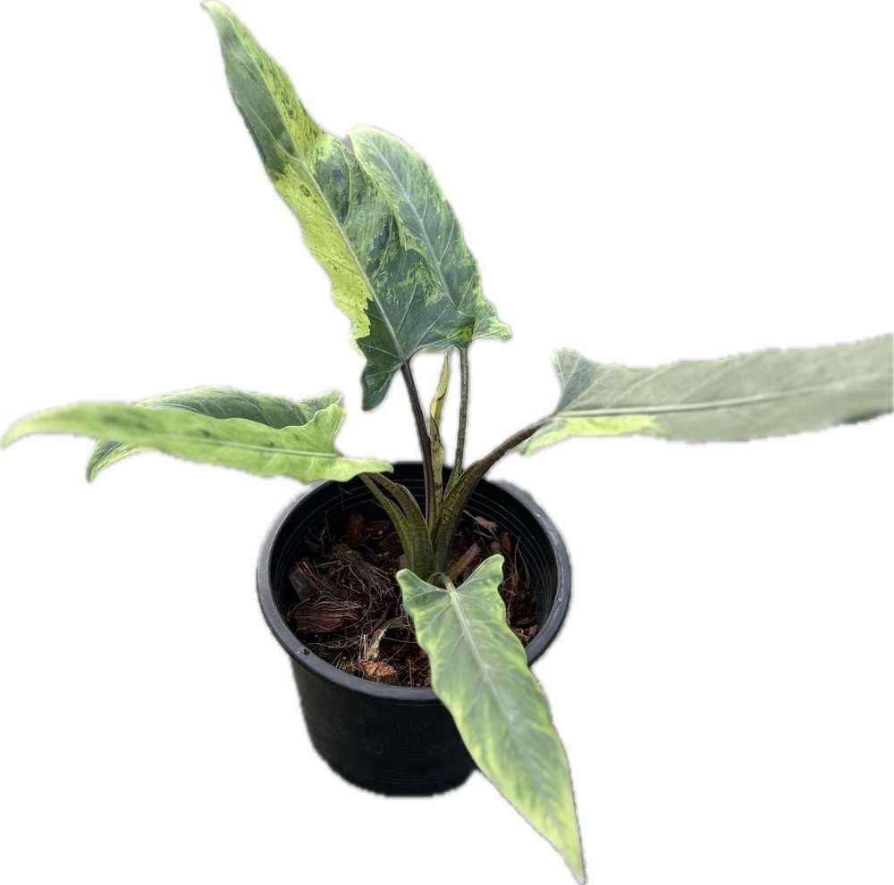 Alocasia lauterbachiana Marble Variegated