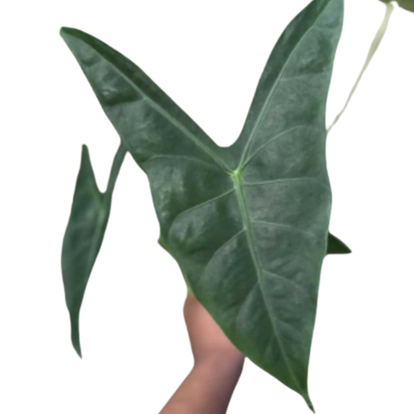Alocasia longiloba
