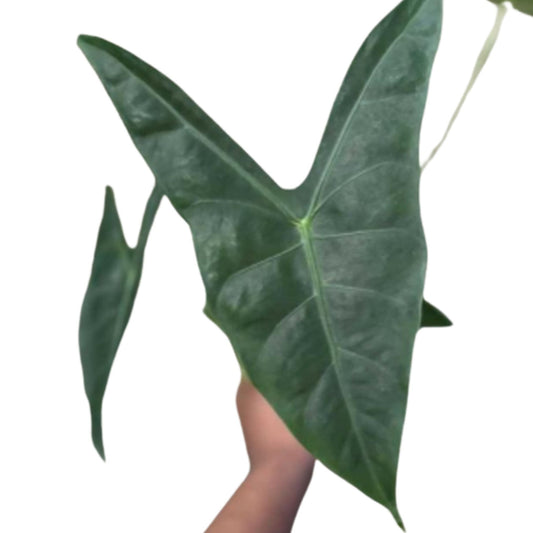 Alocasia longiloba