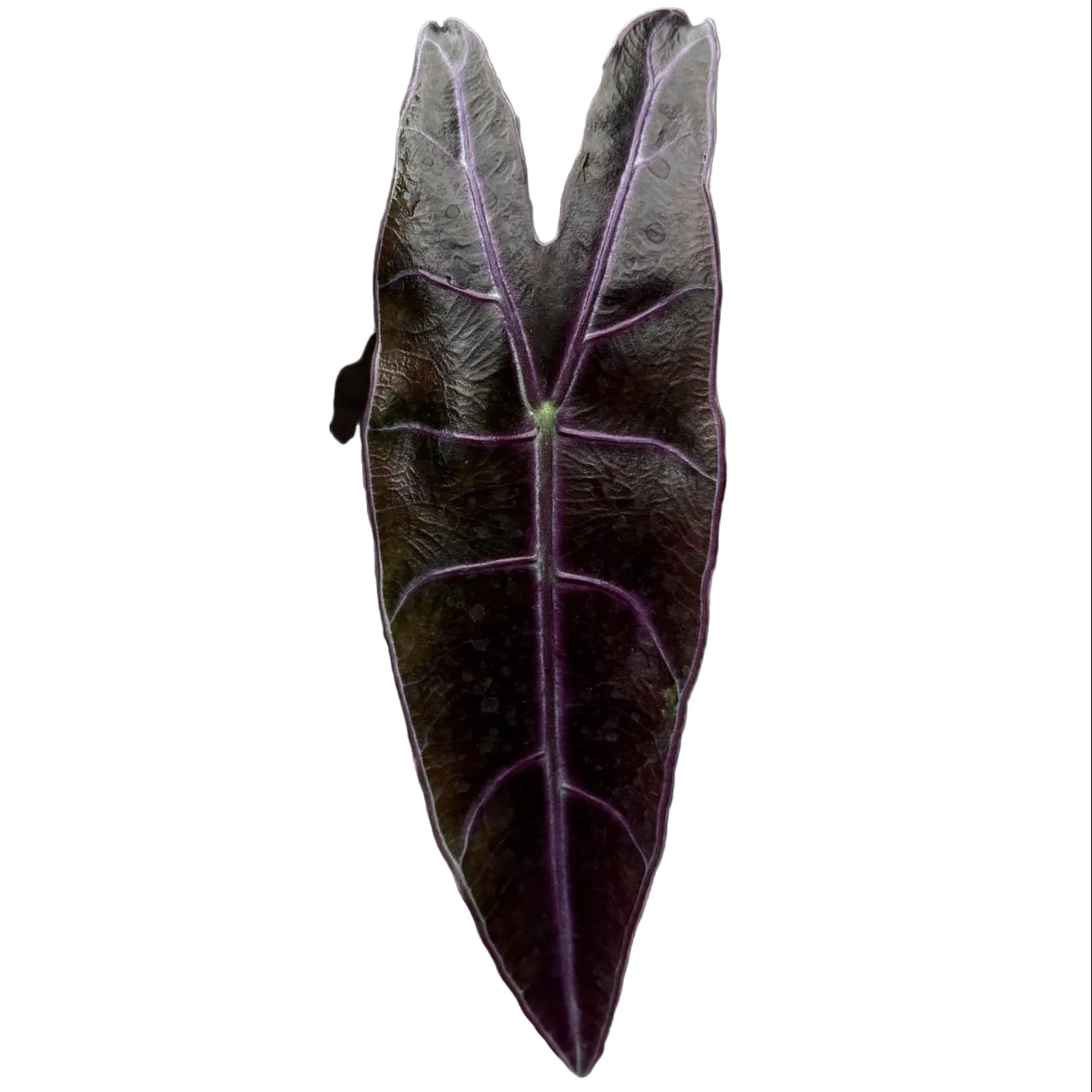 Alocasia Longiloba Purple / Black Cobra