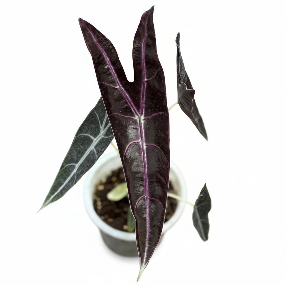 Alocasia Longiloba Purple / Black Cobra