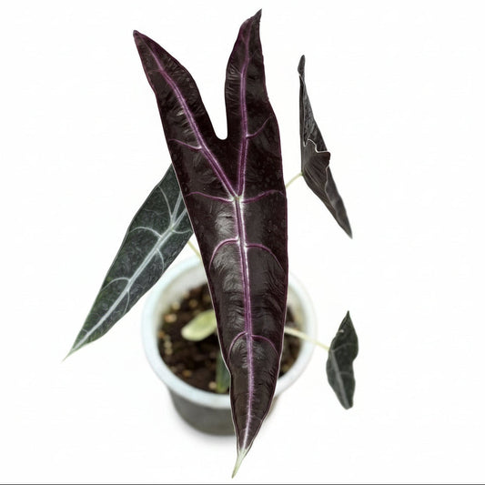 Alocasia Longiloba Purple / Black Cobra