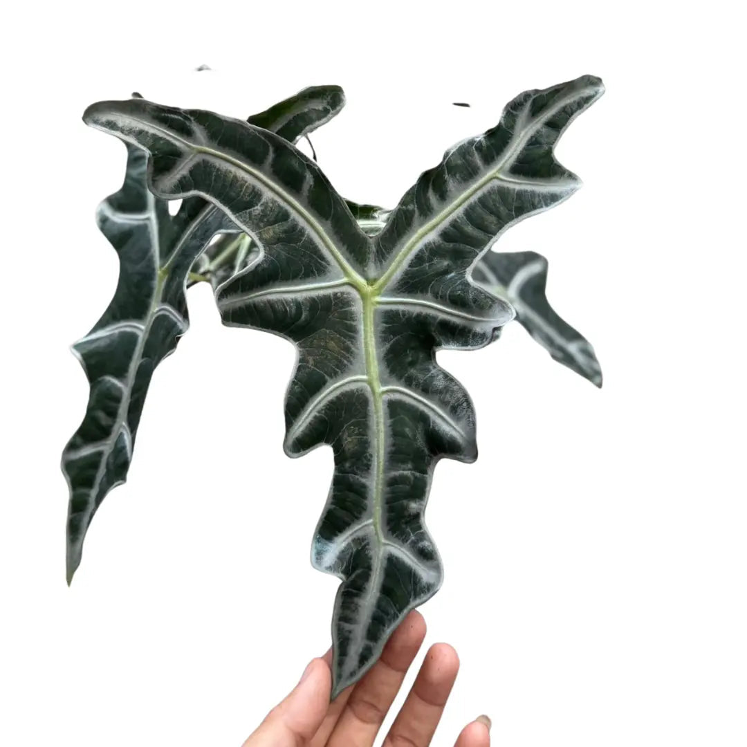 Alocasia nobilis