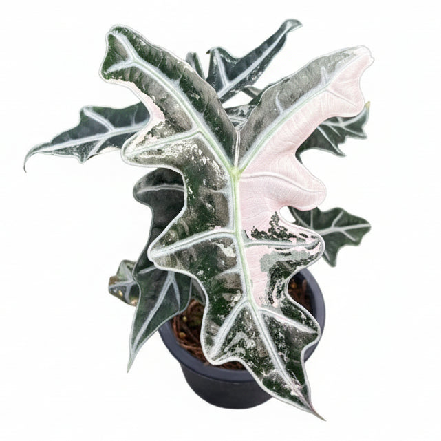 Alocasia nobilis pink variegated