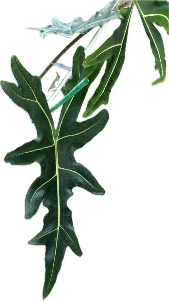 Alocasia porteii