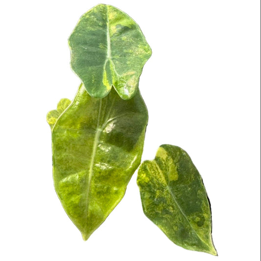 Alocasia pseudosanderiana Aurea Variegated