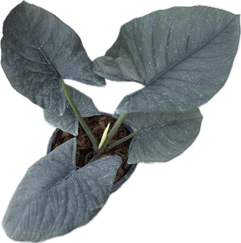 Alocasia reginae