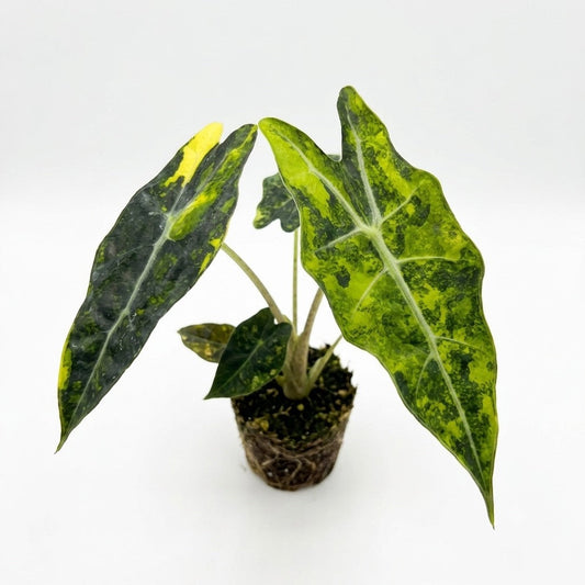Alocasia sanderiana Bull Aurea