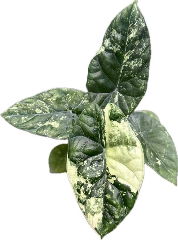 Alocasia sinuata albo variegated