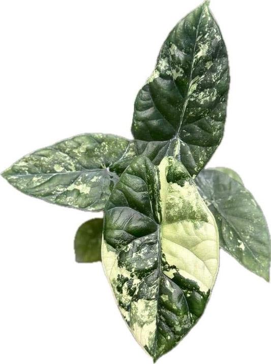 Alocasia sinuata albo variegated