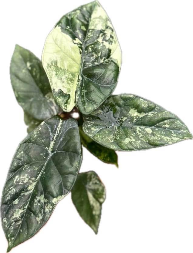 Alocasia sinuata albo variegated