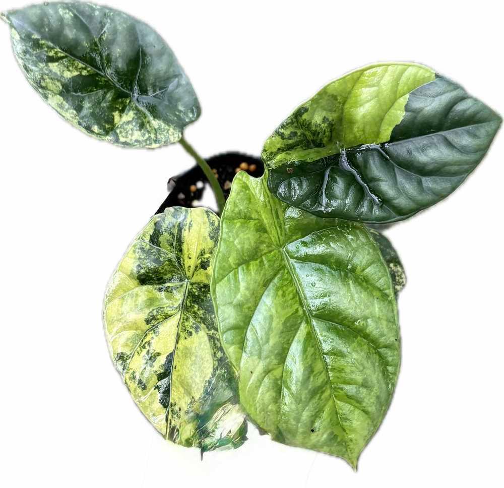 Alocasia sinuata aurea variegated