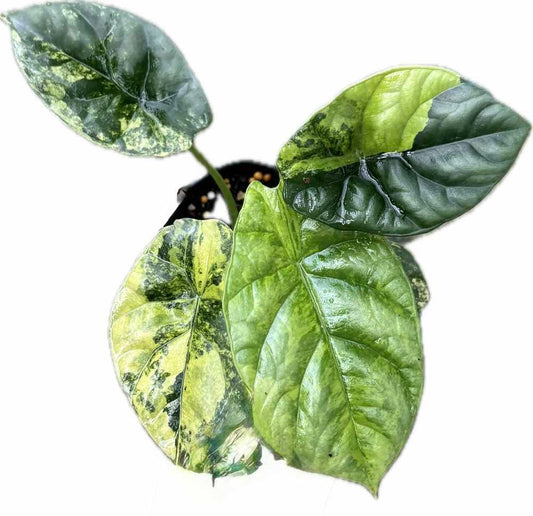 Alocasia sinuata aurea variegated