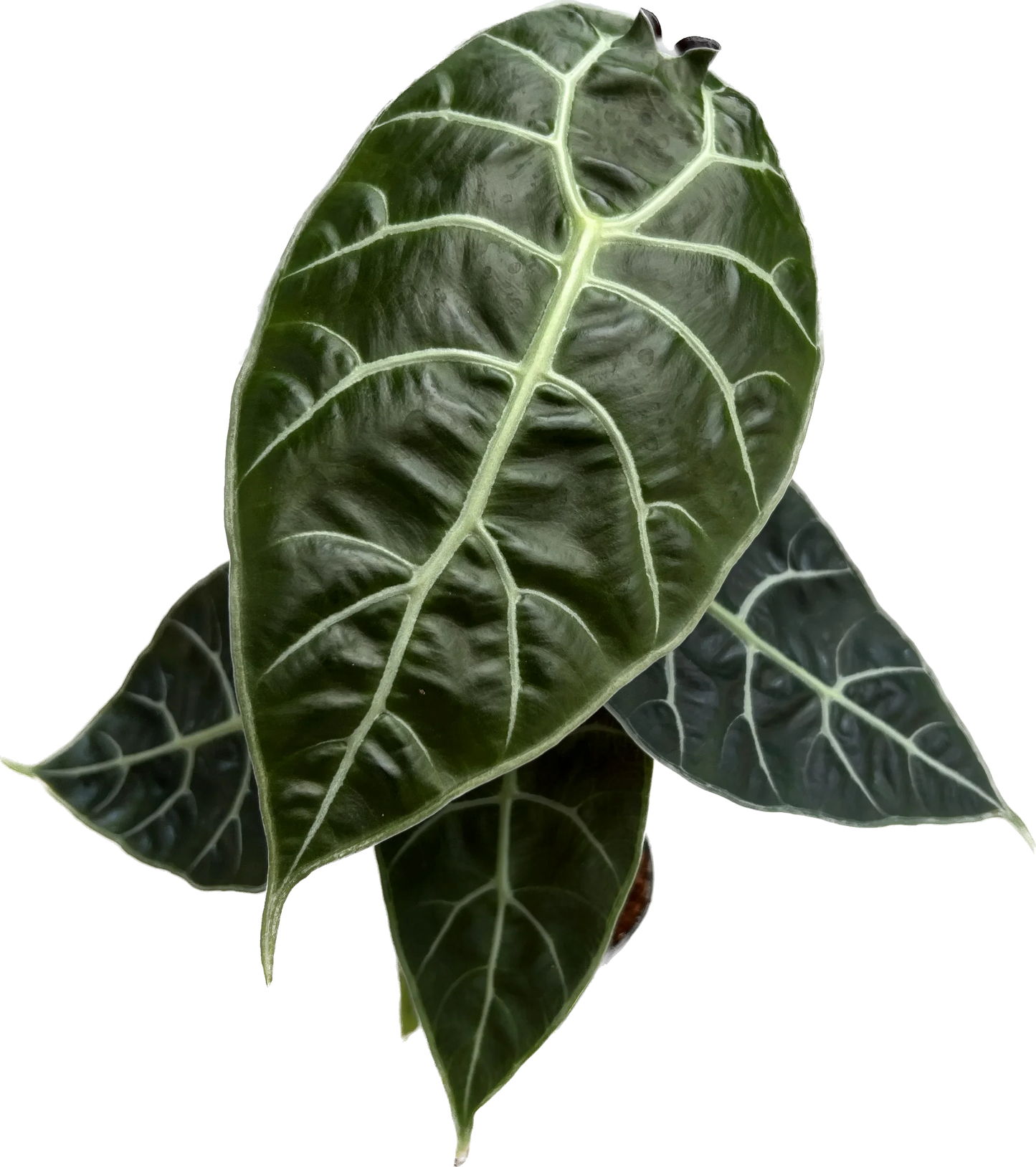 Alocasia watsoniana Doff (Purple Vein)
