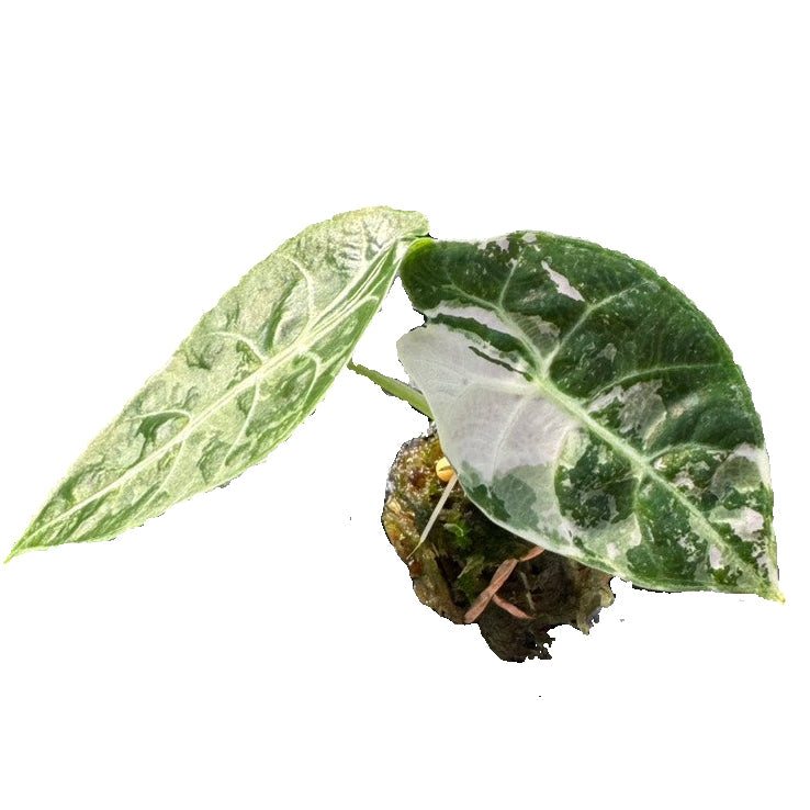 Alocasia watsoniana Doff Albo Variegated (Purple Vein)