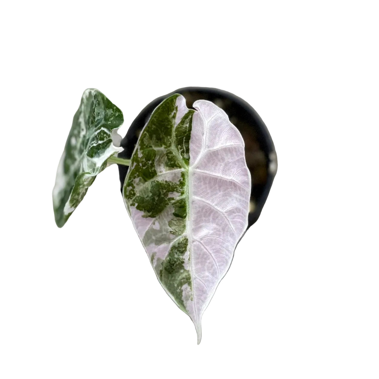 Alocasia watsoniana Doff Albo Variegated (Purple Vein)