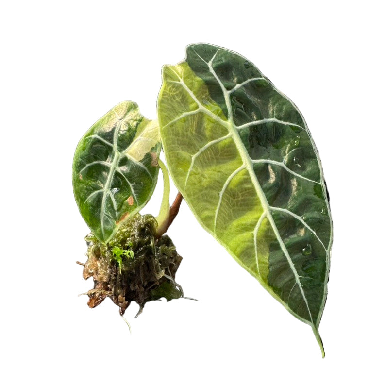 Alocasia watsoniana Doff Aurea Variegated (Purple Vein)