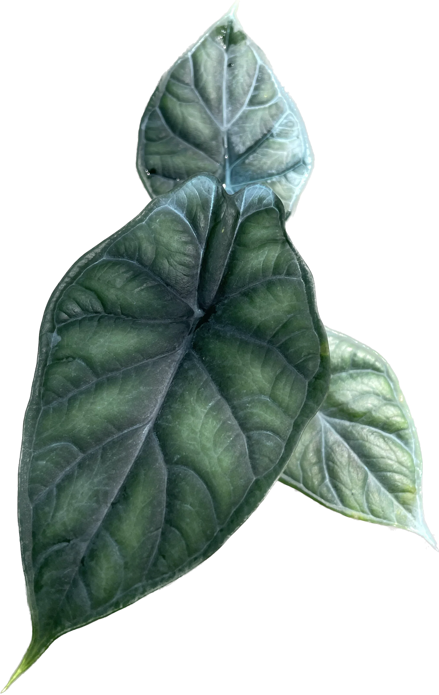 Alocasia Dragon Scale