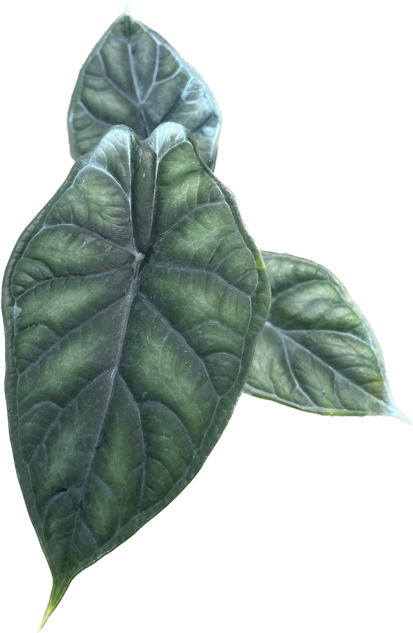 Alocasia Dragon Scale