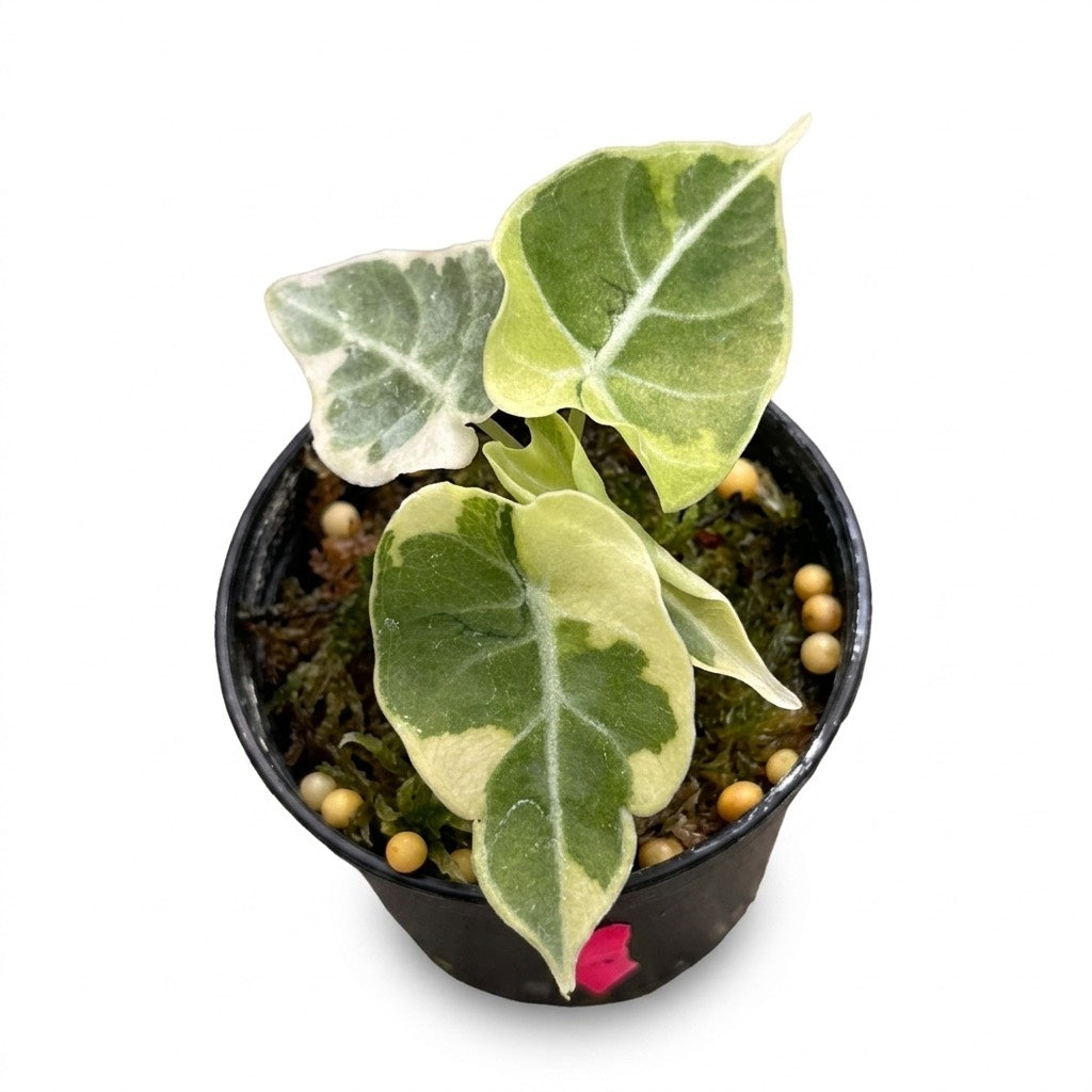 Alocasia watsoniana “Copy” Variegated