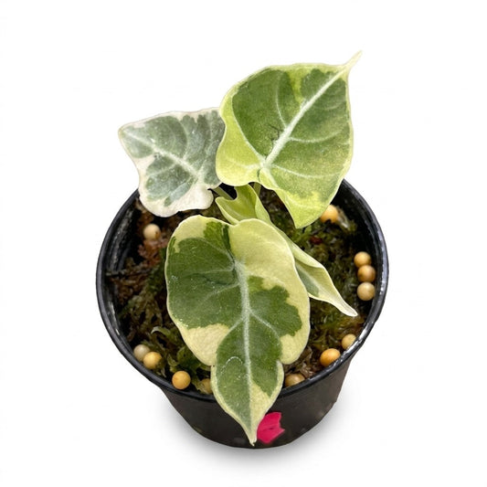 Alocasia watsoniana “Copy” Variegated