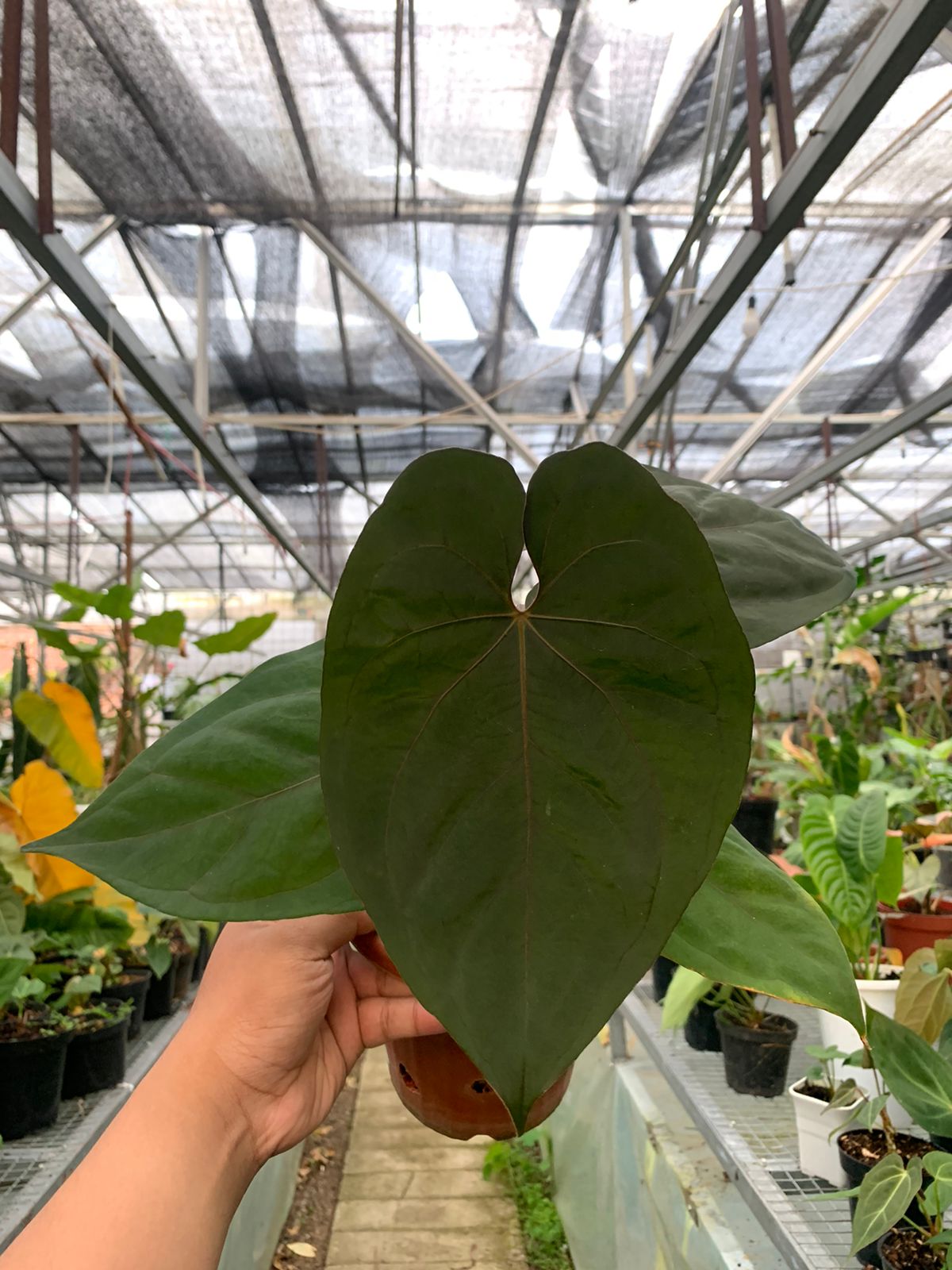 Anthurium Blue Hamizan x Renaisanse — rare Indonesian plant