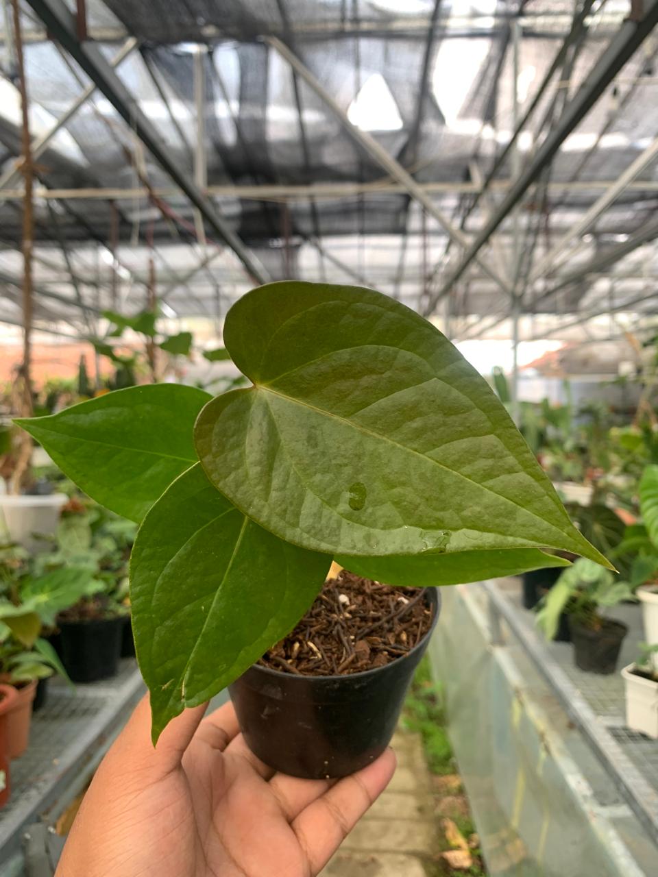 Anthurium Cemberlaini — photo 2