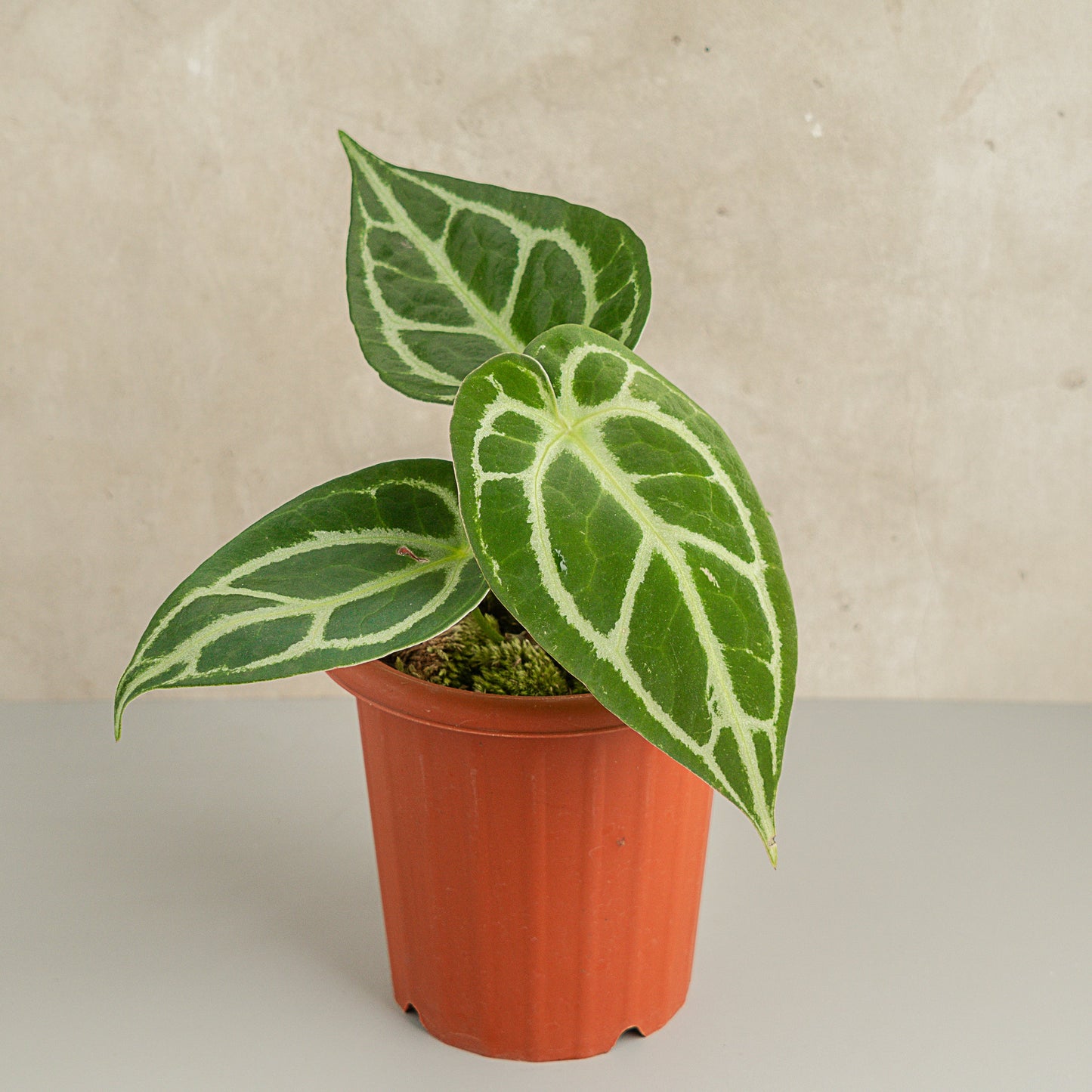Anthurium Crystallinum - Indonesian Rare Plants