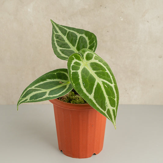 Anthurium Crystallinum - Indonesian Rare Plants