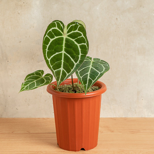 Anthurium Crystallinum Red Stem - Indonesian Rare Plants