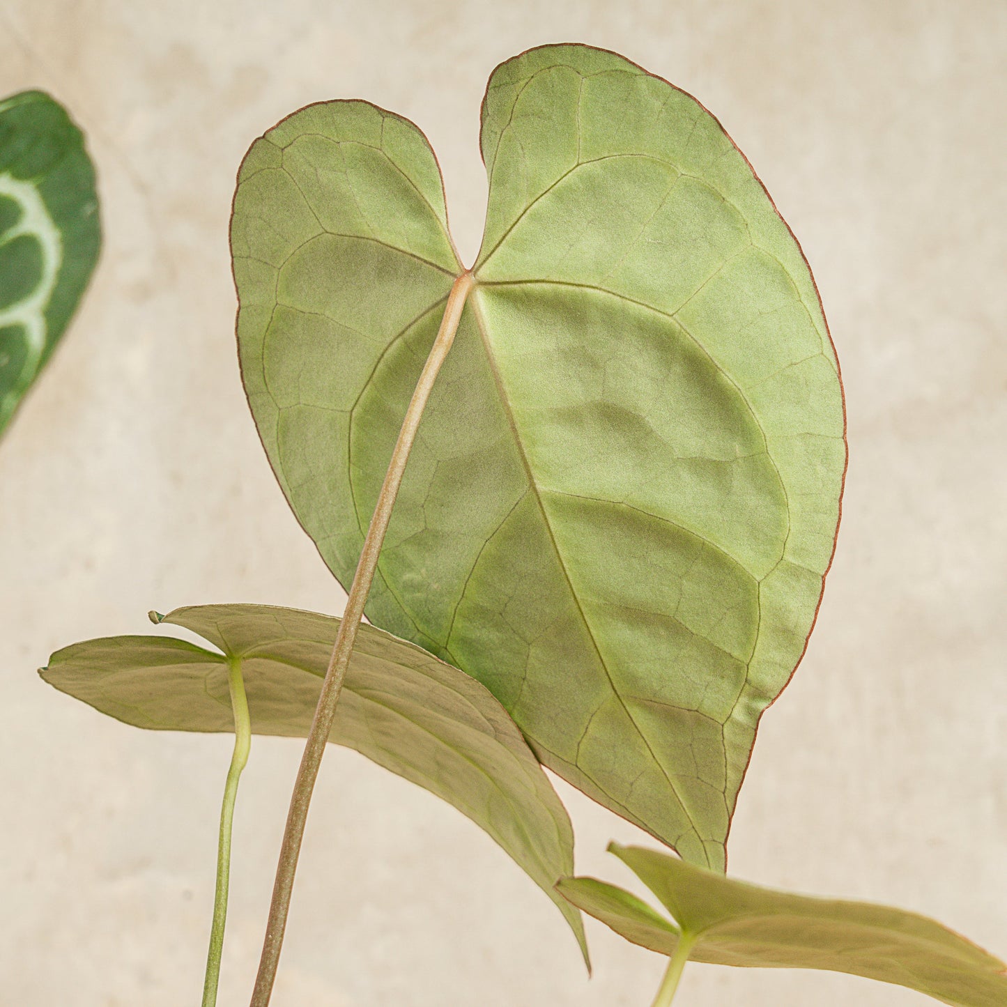 Anthurium Crystallinum Red Stem