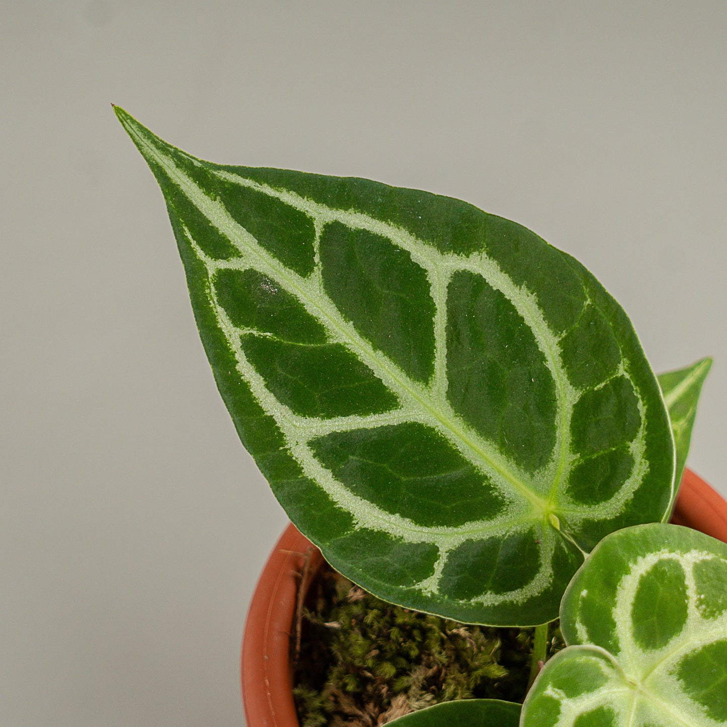 Anthurium Crystallinum