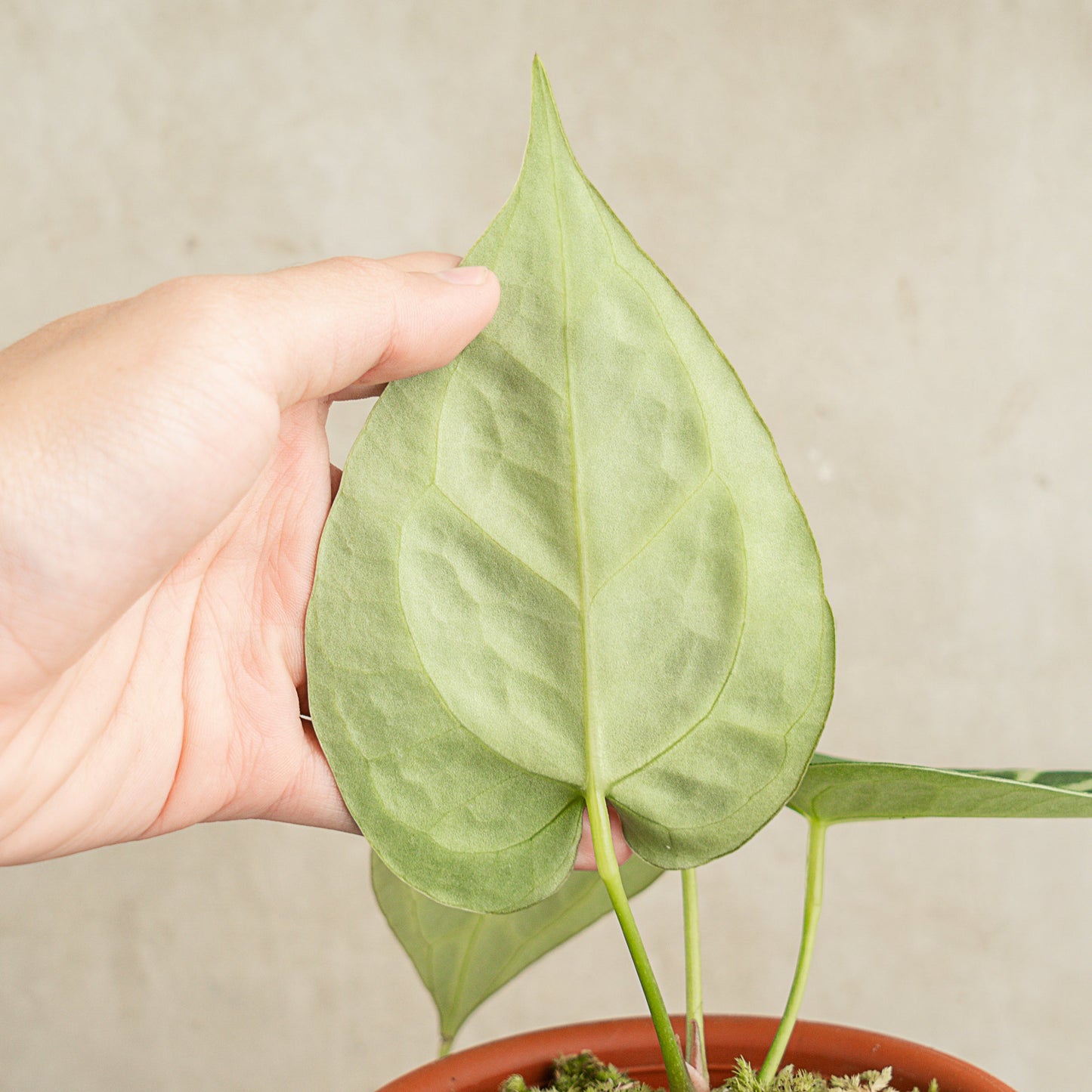 Anthurium Crystallinum