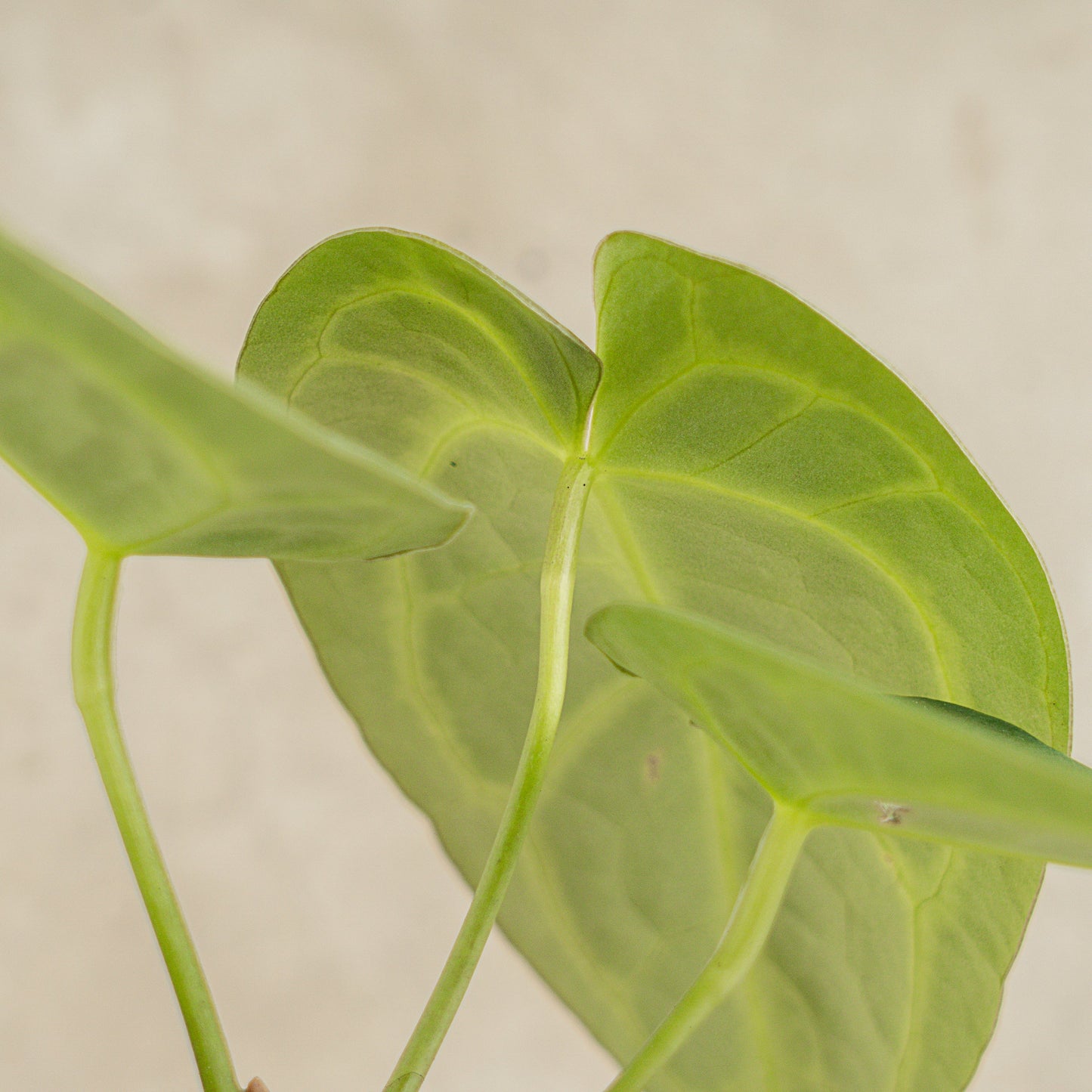 Anthurium Crystallinum