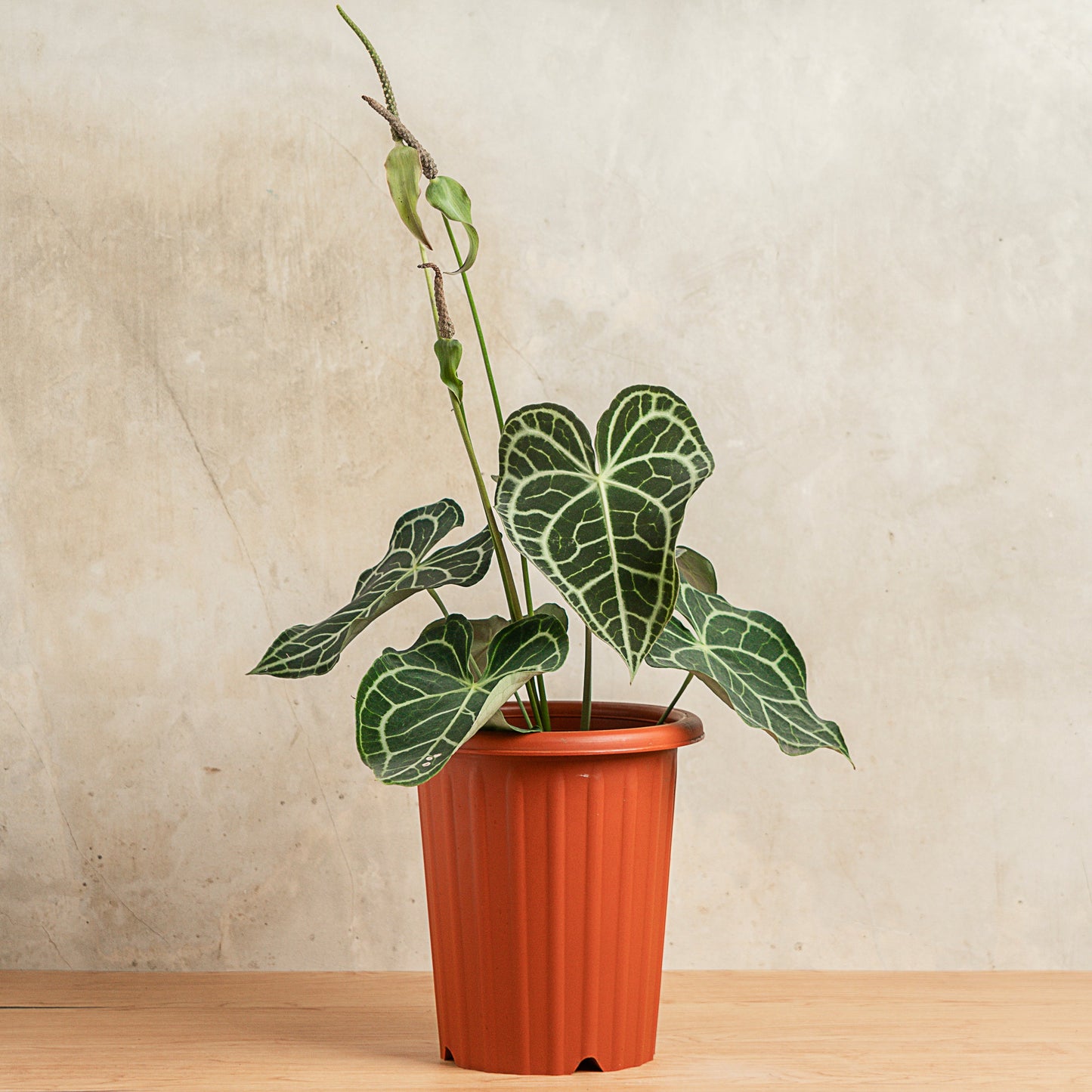 Anthurium Clarinervium Big Size - Indonesian Rare Plants