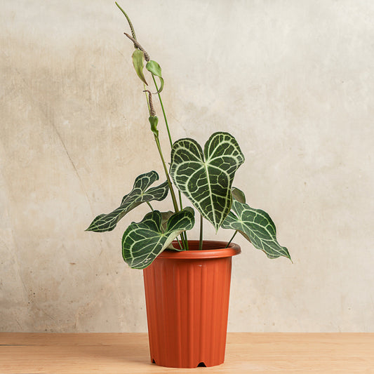 Anthurium Clarinervium Big Size - Indonesian Rare Plants